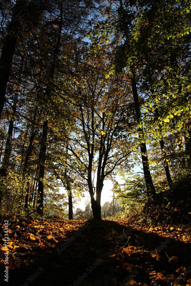 Obraz premium Tree, sunbeam