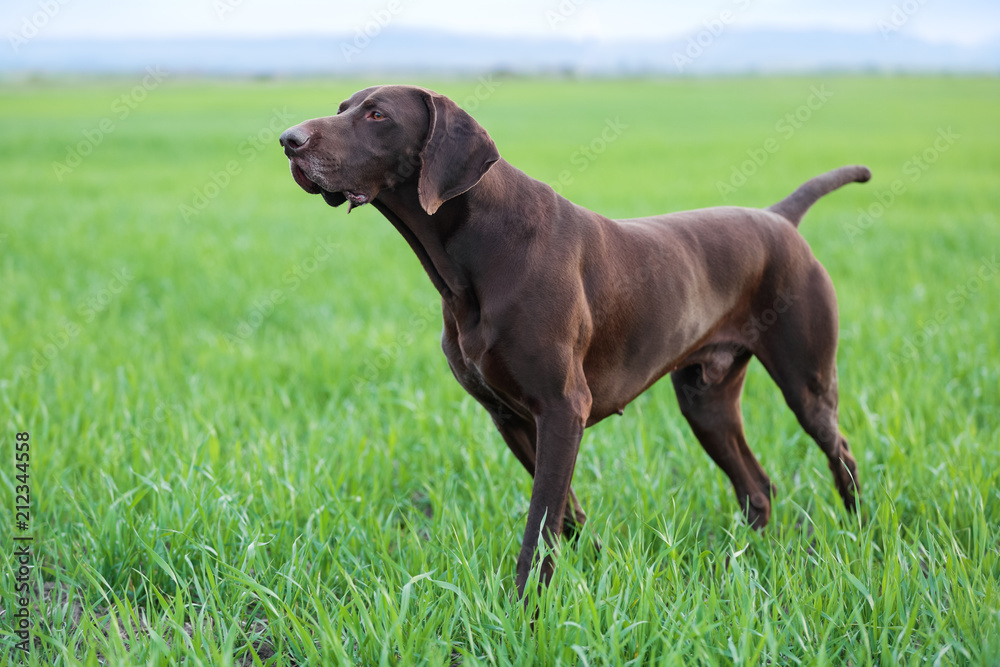 A muscular chocolate brown hound, German Shorthaired Pointer, a thoroughbred, stands among the fields in the grass in the point, sniffed the smell of a wild game. A muscular chocolate brown hound, German Shorthaired Pointer, a thoroughbred, stands among the fields in the grass in the point, sniffed the smell of a wild game.