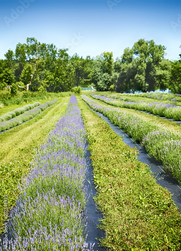 Fototapeta Naklejka Na Ścianę i Meble -  Lavender field, Ontario, Canada