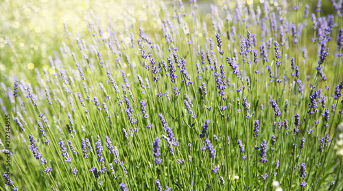 Fototapeta Naklejka Na Ścianę i Meble -  Lavender flowers