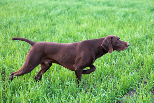 A young muscular brown hunting dog is standing in a point in the field among the green grass. A spring warm day. German Shorthaired Pointer.