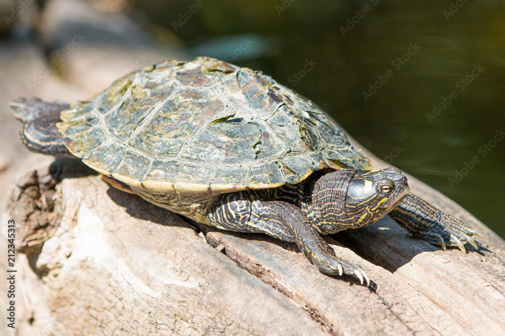 Obraz premium Gelbwangen Schmuckschildkröte, Gelbbauch-Schmuckschildkröte (Trachemys scripta scripta)