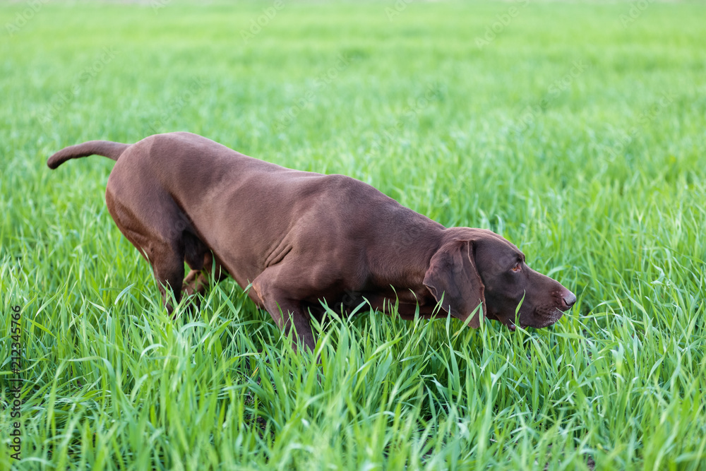 A muscular chocolate brown hound, German Shorthaired Pointer, a thoroughbred, stands among the fields in the grass in the point, sniffed the smell of a wild game. A muscular chocolate brown hound, German Shorthaired Pointer, a thoroughbred, stands among the fields in the grass in the point, sniffed the smell of a wild game.