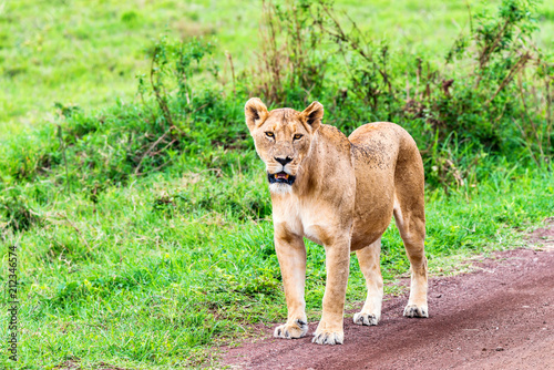 Fototapeta Naklejka Na Ścianę i Meble -  Lioness walks in savanna