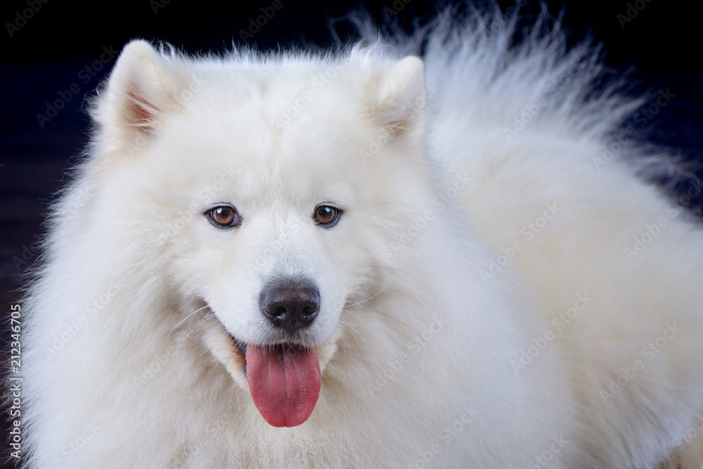 Samoyed dog