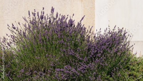 Fototapeta Naklejka Na Ścianę i Meble -  Lavande dans la rocaille, jardin