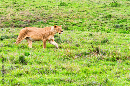 Lioness walks in savanna © Yakov