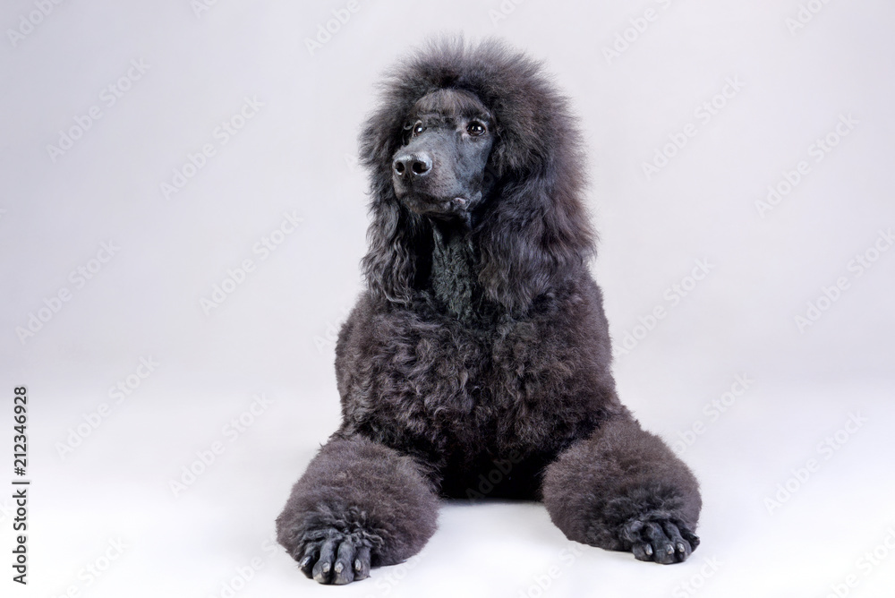 portrait of a black poodle portrait of a black poodle