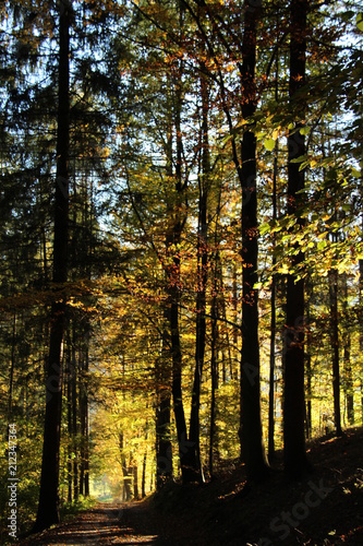 Sunbeam, forest