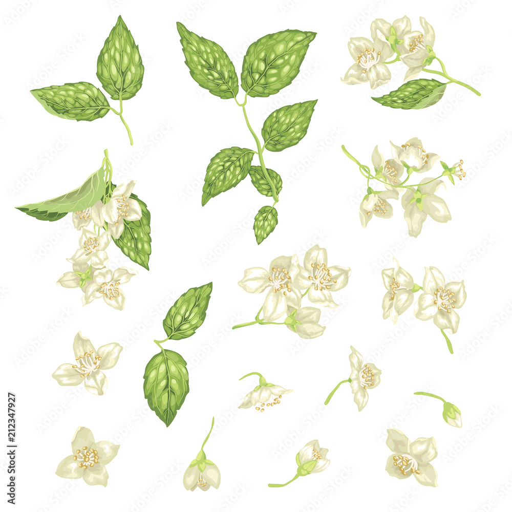 Jasmine Flower Branch Vector Realistic Graphic Set Jasmine Flower Branch Vector Realistic Graphic Set