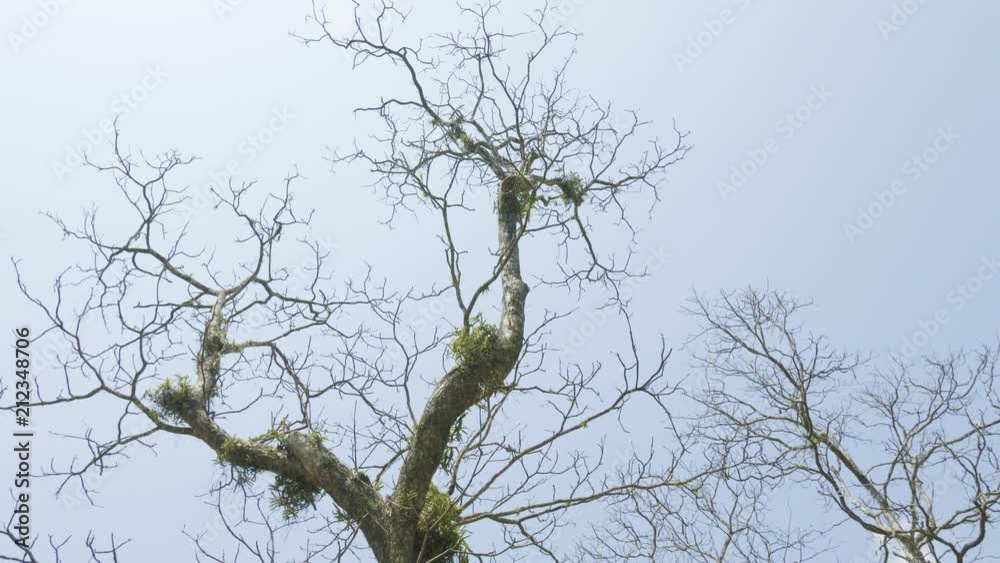 Incredible twisted tree in the rainforast of national park Chitwan, Nepal. Incredible twisted tree in the rainforast of national park Chitwan, Nepal.