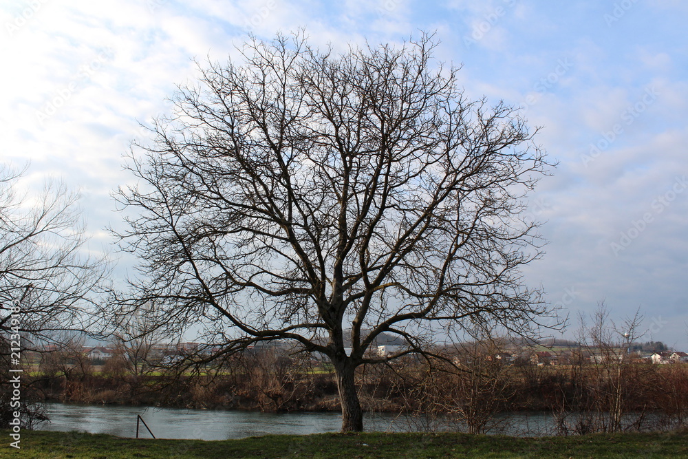 Tall mighty tree completely without leaves on river bank covered with green grass during cold winter without snow with clouds in background Tall mighty tree completely without leaves on river bank covered with green grass during cold winter without snow with clouds in background