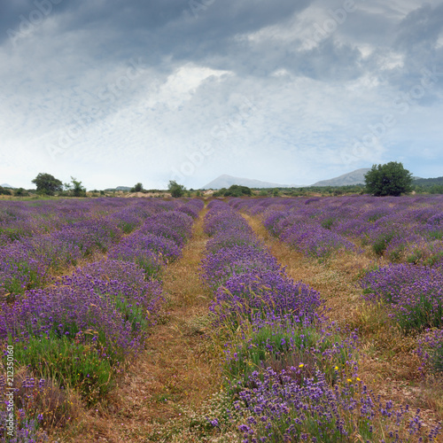 Beautiful atmospheric landscape with a field of lavender. Dinaric Alps, Bosnia and Herzegovina, Republika Srpska, Zubacko polje