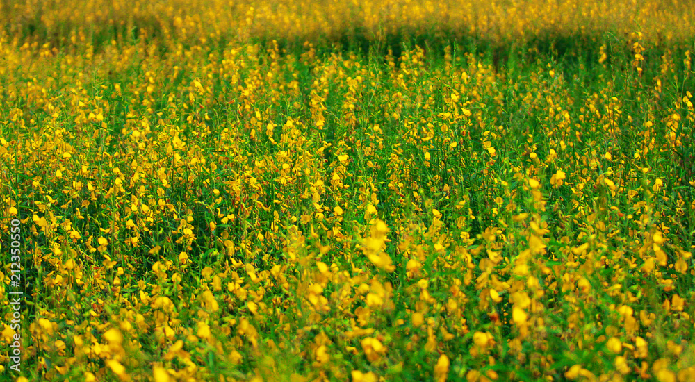 Obraz premium Crotalaria juncea, SunHemp is a plant that can be grown to nourish the soil and also has beautiful flowers
