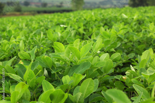 Leaves of Arachis hypogaea L. In the morning sunlight