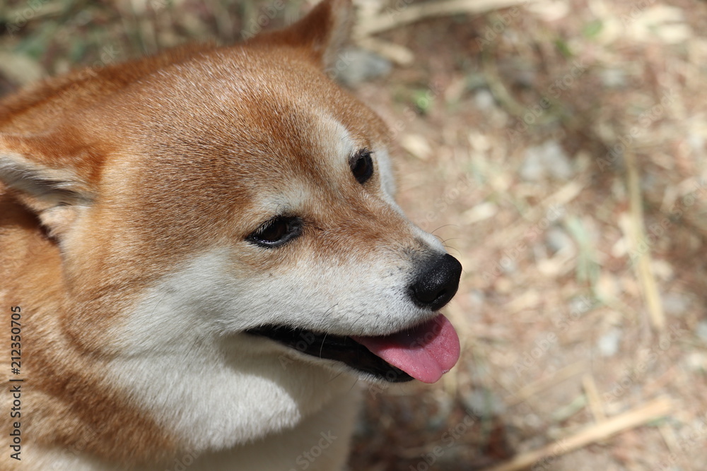 柴犬 柴犬