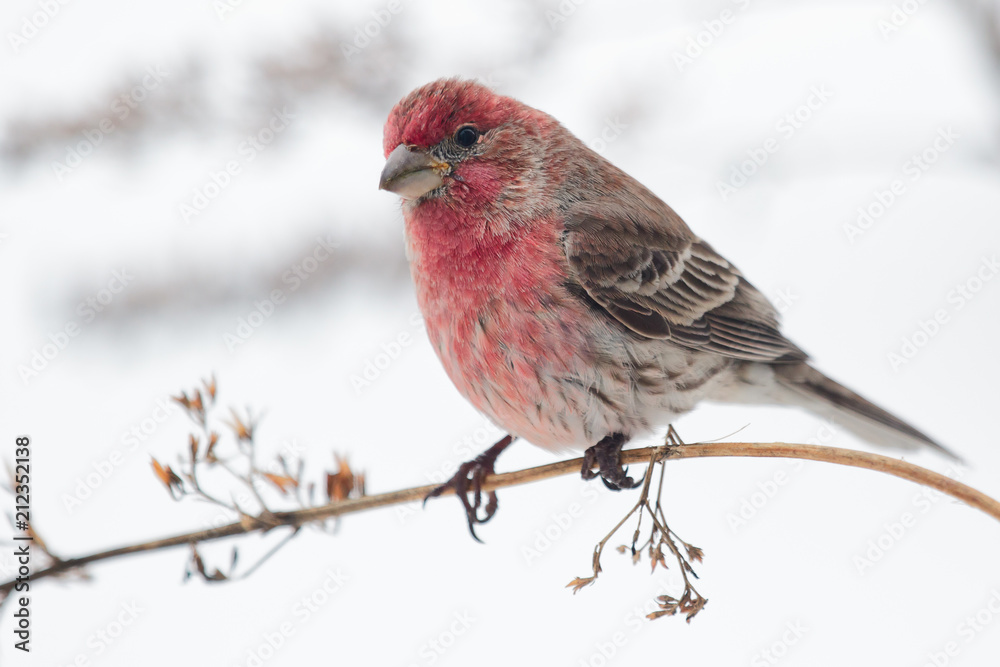 Male House Finch Male House Finch