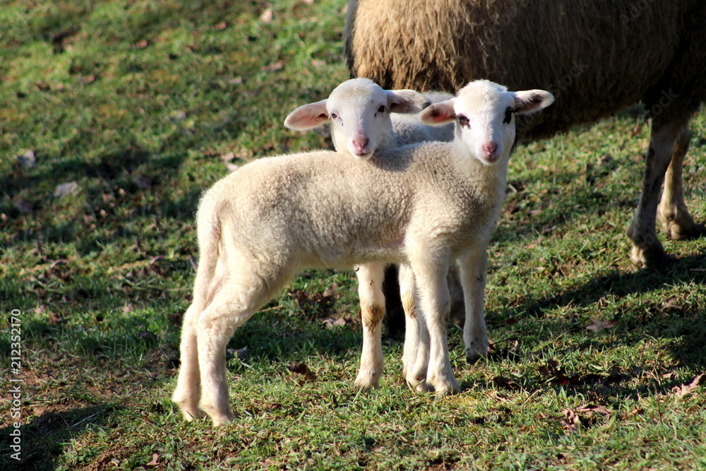 Two small adorable fluffy lambs standing on uncut grass and posing for camera on warm winter day Two small adorable fluffy lambs standing on uncut grass and posing for camera on warm winter day