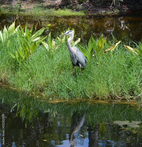 Blue Heron and his Reflection