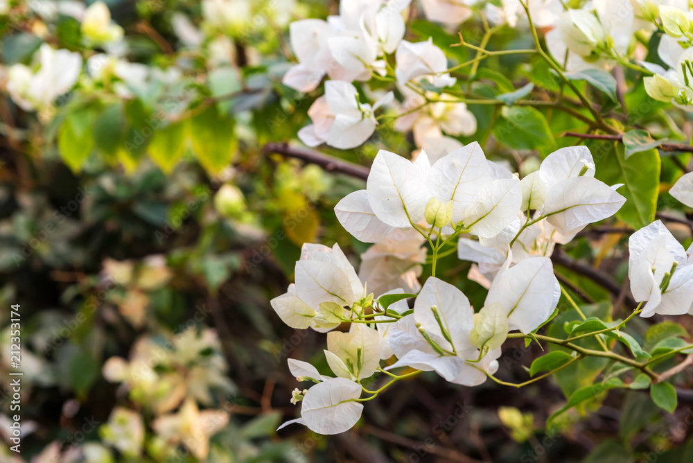 White bougainvillea flowers