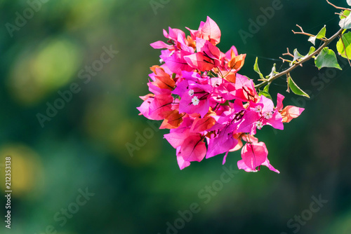 Pink bougainvillea flower