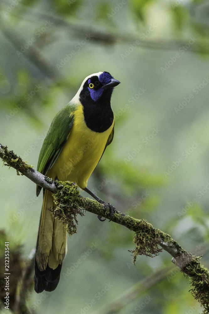 Naklejka premium Bird Ecuador