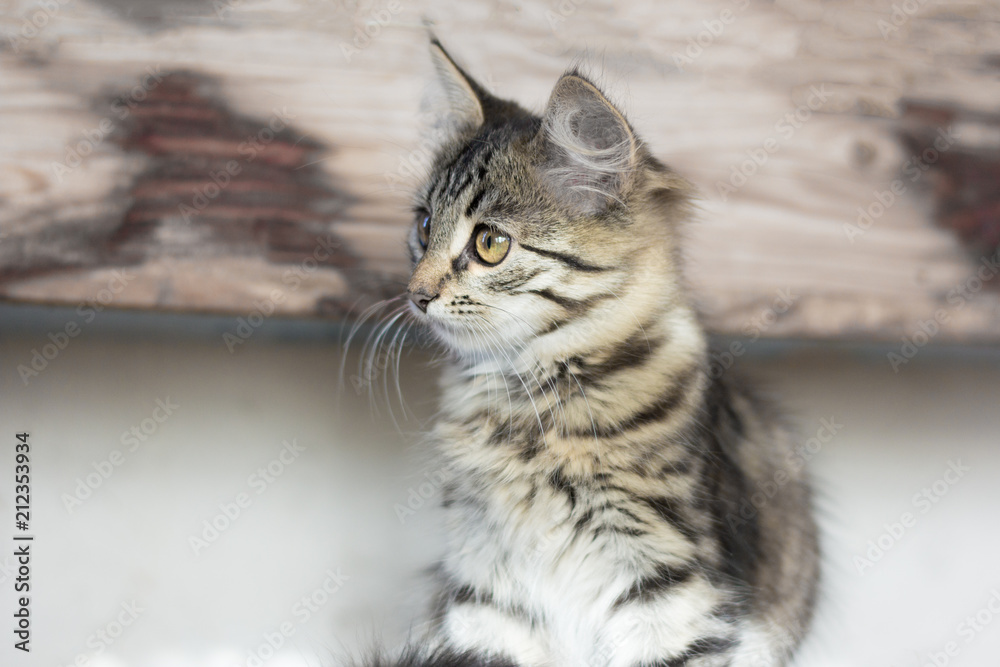 beautiful grey kitten sitting on the boards beautiful grey kitten sitting on the boards
