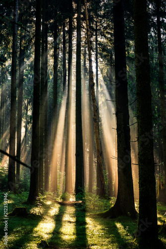 Gegenlicht im Wald 