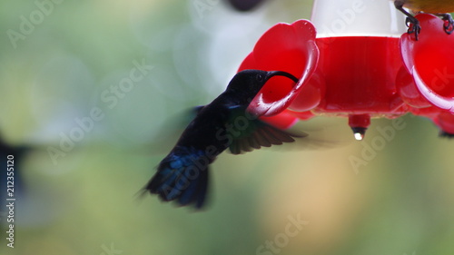 colibri Martinique photo