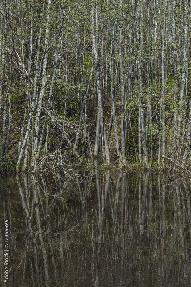 Obraz premium Black pond in the spring forest