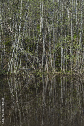 Black pond in the spring forest