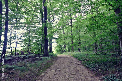 Weg durch einen lichten Buchenwald photo