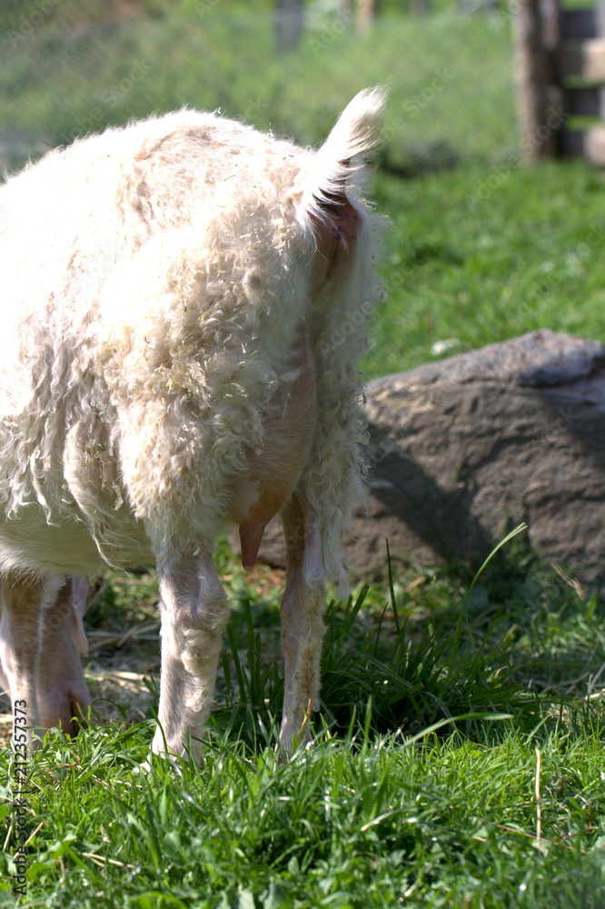 Fototapeta premium Milk udder of young white goat