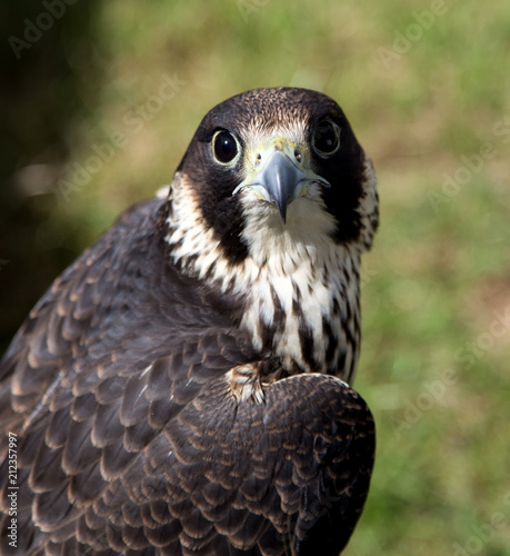 Peregrine Falcon Close Up View