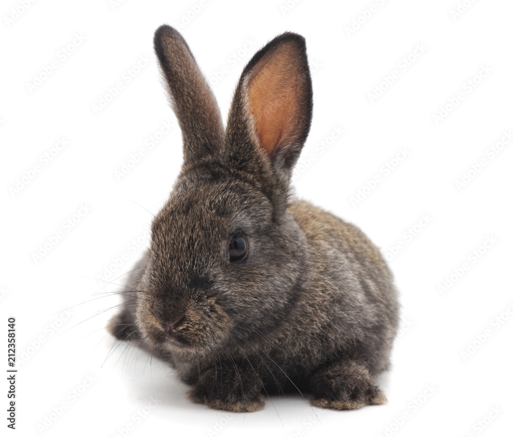 One gray rabbit. One gray rabbit.