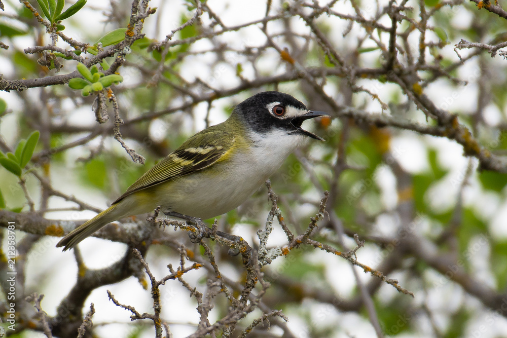 Fototapeta premium Black-capped Vireo