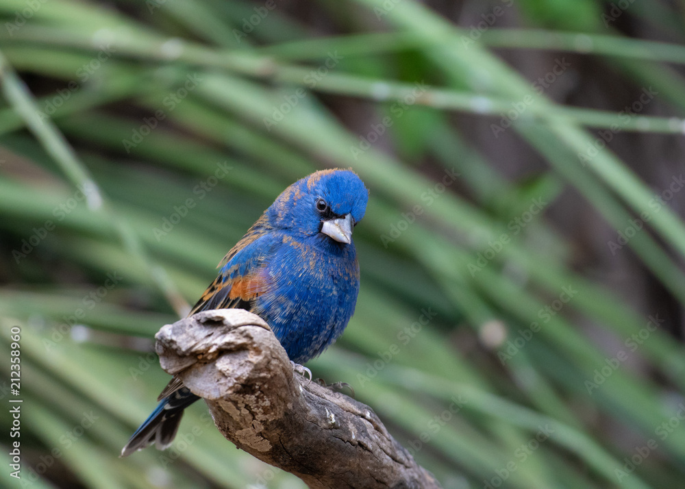 Fototapeta premium bird