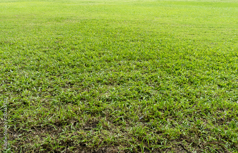 green grass field in big city park green grass field in big city park