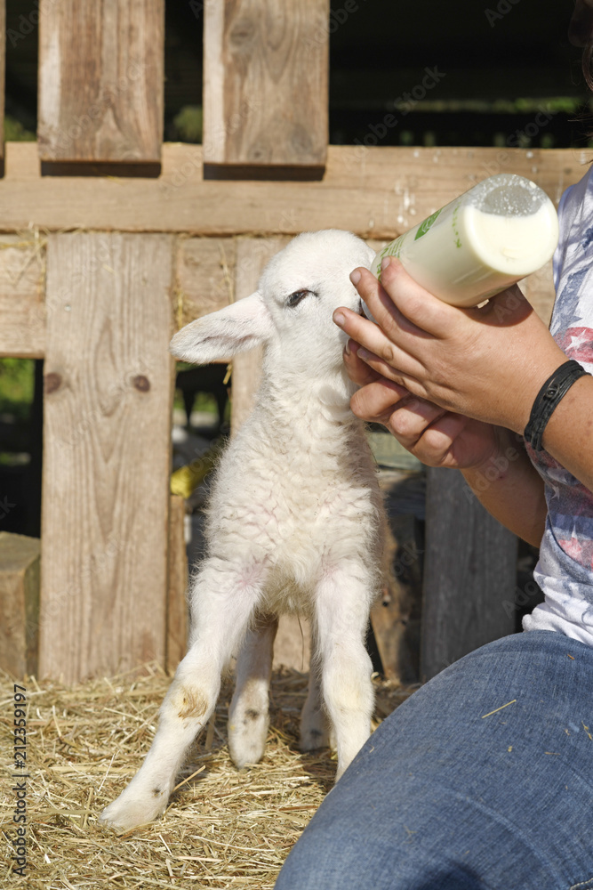 Fototapeta premium Flaschenlamm (Ovis gmelini aries) wird mit Milch gefüttert