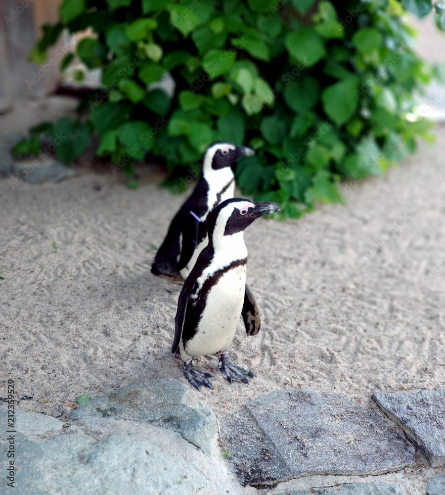 Naklejka premium Pinguine im Zoo Magdeburg