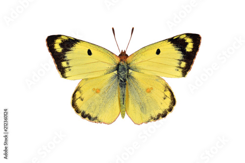 Pale clouded yellow butterfly, isolated on white background © Soru Epotok