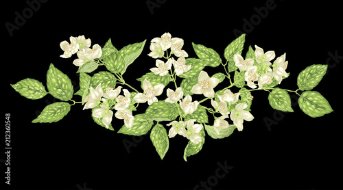Headline decor jasmine element in vector