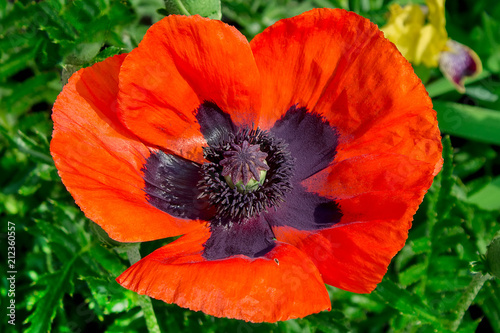 close-up of beautiful red poppy flower