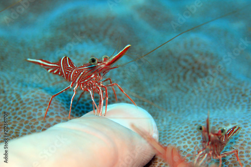 Camel Shrimp (Rhynchocinetes Durbanensis, aka Durban Dancing Shrimp, Hingebeak Prawn, Hinge-beak Shrimp) Cleaning a Finger. Padang Bai, Bali, Indonesia photo