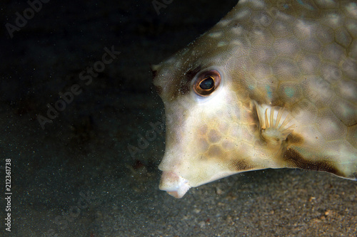 Close-up of a Humpback Turretfish (Tetrosomus gibbosus). Anilao, Philippines photo