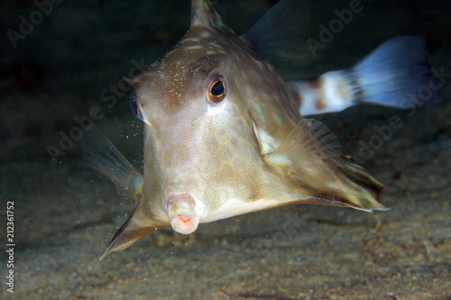 Humpback Turretfish (Tetrosomus gibbosus) from Front. Anilao, Philippines photo