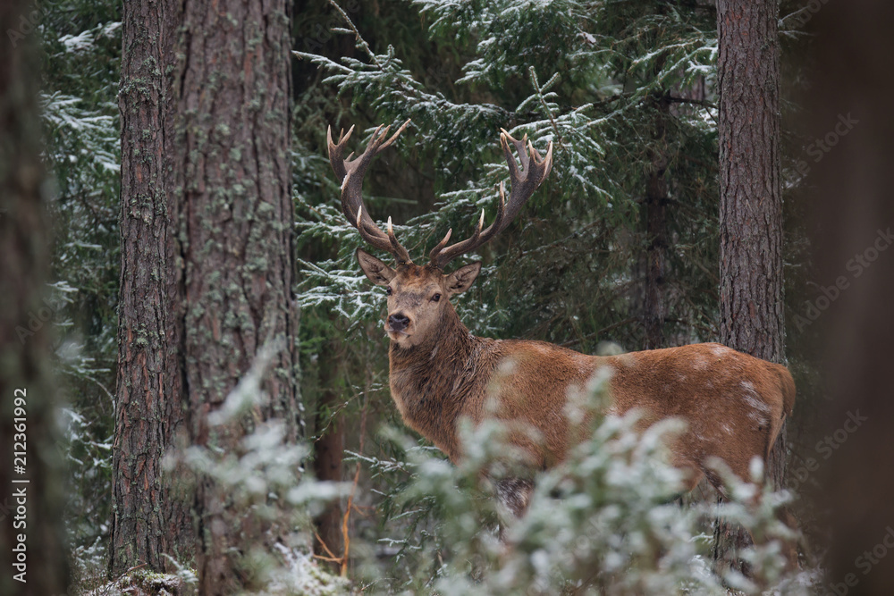 Great Adult Noble Red Deer With Big Horns Stands Among The Snow-Covered Pines And Look At You. European Wildlife Landscape With Deer Stag ( Cervus Elaphus ). Gorgeous Horned Deer At Winter Forest