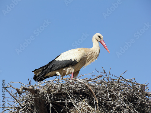 White Stork in nest, Ciconia ciconia