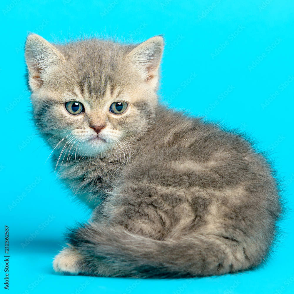 Young british kitten blue background