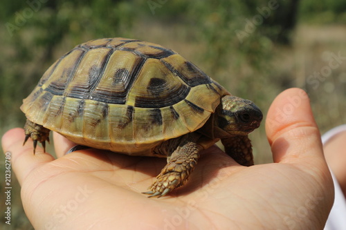 Little turtle in human hand